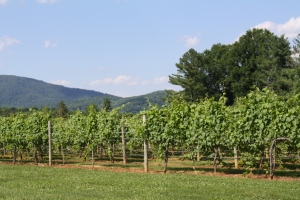 Mountains and Vines at King Family