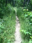 The trail remains narrow throughout the Ivy Creek hike, sometimes even getting lost in the brush.  