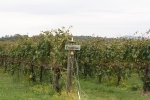 I loved the rustic signs in the Grace Estates Vineyards!