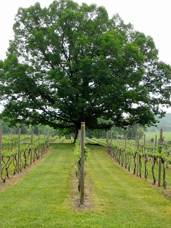 This is the tree that inspired the name change from Sugarleaf to Widsom Oak winery.  We visited at the tail end of fall, so we were not able to see the tree in all its glory.  I found this picture on Wisdom Oak's Facebook page.