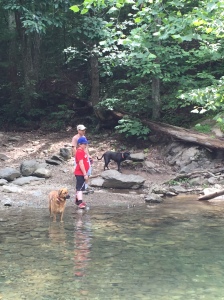 The dogs checking out snake hole!