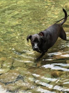 Stevie the Wonder Dog seemed to really enjoy the water!  